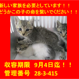 里親決定！！お迎えありがとうございました(^^♪