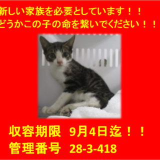 里親決定♪9/4本日2匹でお迎えいただきました☆