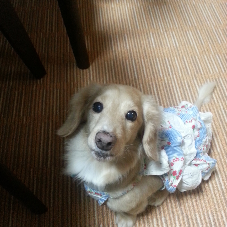 ちょこのカバー写真