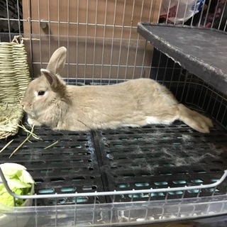 うさぎの里親募集します！