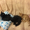 ものすごく甘えっこ・黒猫男の子　先住猫OK サムネイル3