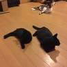 ものすごく甘えっこ・黒猫男の子　先住猫OK サムネイル4