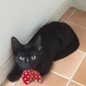 美しい黒猫です☆女の子