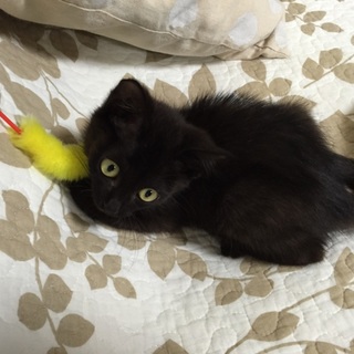 黒猫みかんです