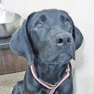 黒ラブラドール ♂ 生後半年 ゆべし