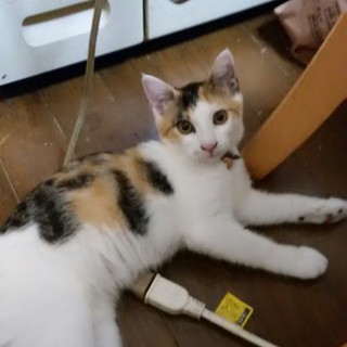 里親さん、決定しました。ありがとうございます。