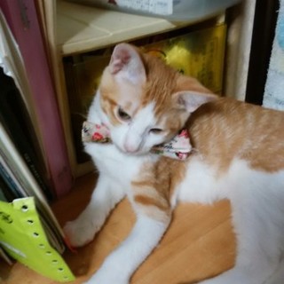 可愛い茶白ちゃん、家族募集中です。