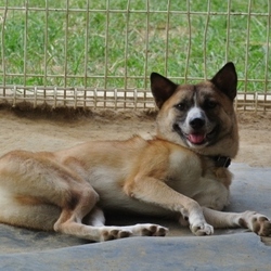 今日のルフィーとパール