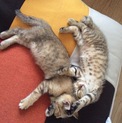 子猫の里親募集(2匹)