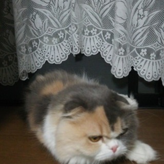 スコティッシュホールド3歳メスです。