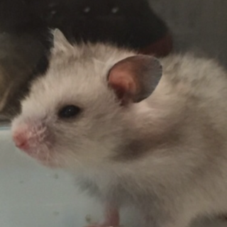 シリアンハムスター 生後約2ヶ月