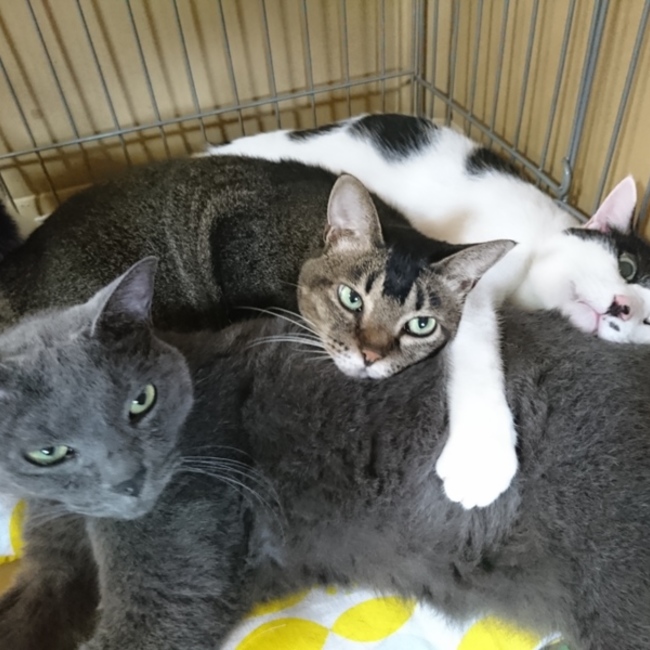 板橋和久のカバー写真