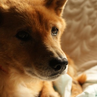 柴系ミックス犬です。