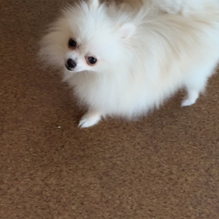 ポメラニアン なごむくんを家族に迎えてください