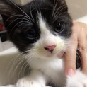 まだ１ヶ月ちょいの男の仔猫ちゃんです♡