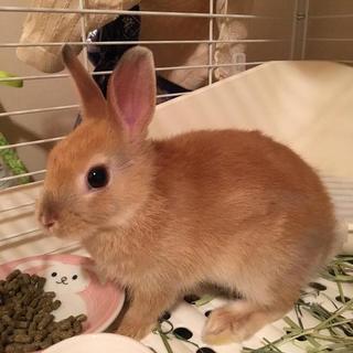 保護うさぎ6番、ムーくん