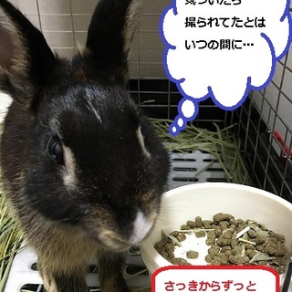 保護うさぎ4番、ジジくん⇒関東移送致しました