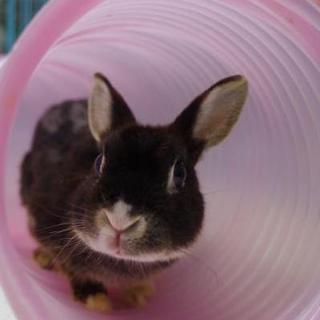 保護うさぎ9番、サツキちゃん