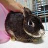 保護うさぎ9番、サツキちゃん サムネイル3
