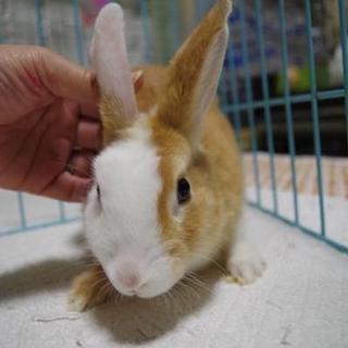 保護うさぎ17番、ニキちゃん