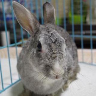 保護うさぎさん【サリーちゃん】
