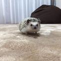 ハリネズミ 雄 もうすぐ1歳の子です