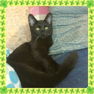 ものすごく甘えっこ・黒猫男の子　先住猫OK