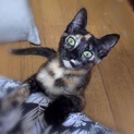 賢い子猫です。