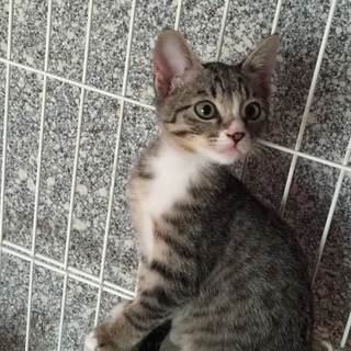 野良猫が産んだ可愛いキジの仔猫です