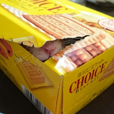 かくれんぼ  (2016.8.27.)