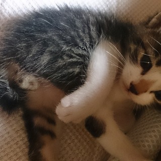 ゴミ袋に捨てられていました