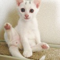 頭に模様のある男の子です☆