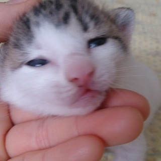 ゴミ袋に捨てられていました