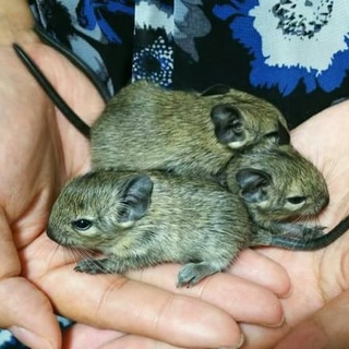 一旦締め切ります。デグーの赤ちゃん