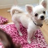 6カ月過ぎの、極小チワワ サムネイル3