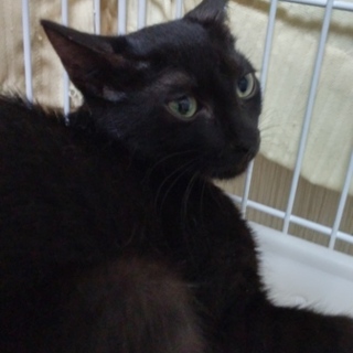 スレンダーな黒猫ちゃん