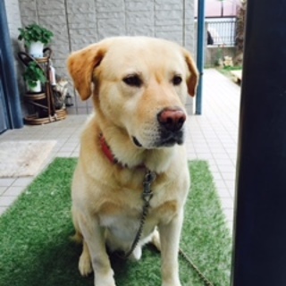 募集中　レトリバー　オス