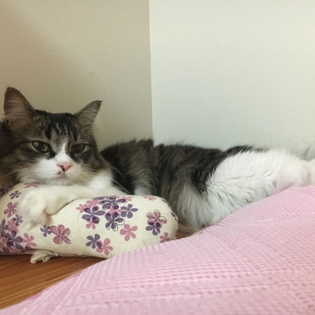 山口のカバー写真