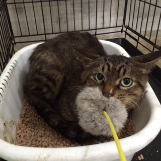 SOS!! 独居老人施設入所　取り残された猫達