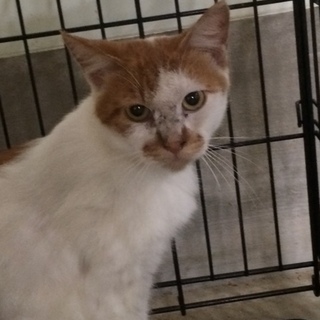 独居老人施設入所により残された猫達SOS