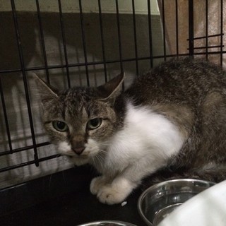 独居老人施設入所により残された猫達SOS