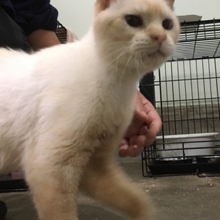 SOS!! 独居老人施設入所　取り残された猫達