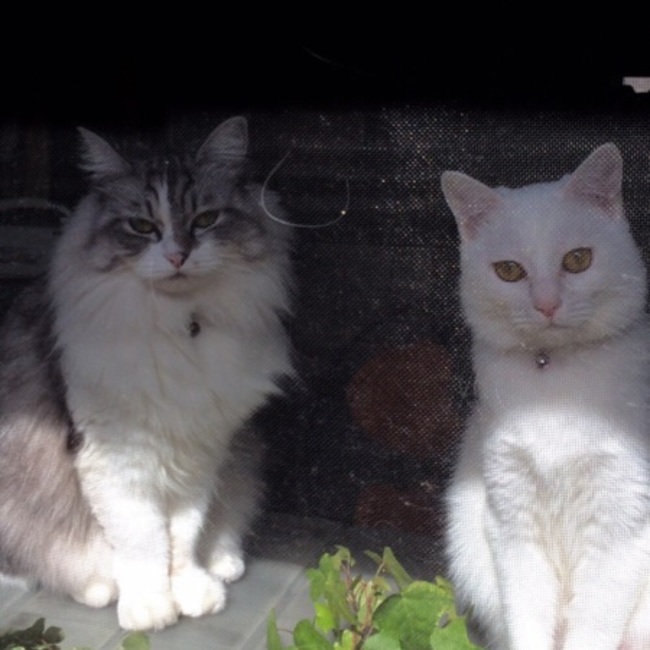 とんくぅのカバー写真