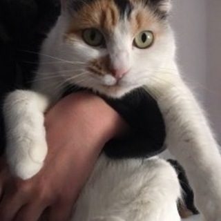 ツンデレ私だけを見て！三毛猫のたまちゃん4才