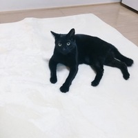 ルル