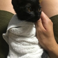 ねこちょん(未定)