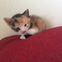子猫産まれました！