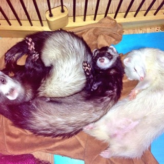 フェレット2匹の里親募集