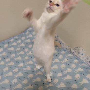 おなかぽっこり星人はなまる