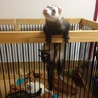 フェレット2匹の里親募集 サムネイル4
